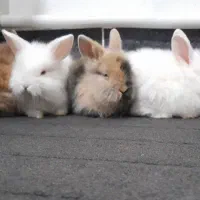 خرگوش جرسی ولوپ