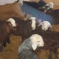 میش بره دار|حیوانات مزرعه|بشاریات, |دیوار