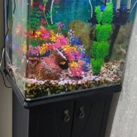 آکواریوم شیشه خم کارخانه ای 50/80