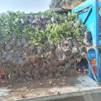 گل گیاه نهال|خدمات باغبانی و درختکاری|فردیس, شهرک ناز|دیوار