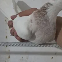 طوقی کبوتر|پرنده|مسجد سلیمان, |دیوار