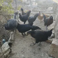 بلدرچین بزرگ و جوجه مرغ|پرنده|درمیان, |دیوار