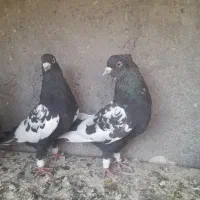 سینه سیاه|پرنده|مشهد, منزل آباد|دیوار
