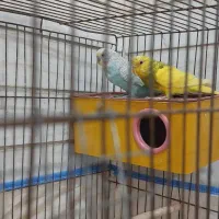 فنچ و مرغ عشق|پرنده|کازرون, |دیوار