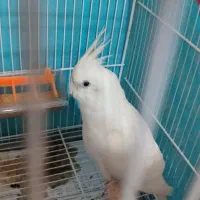 عروس هلندی آلبینو