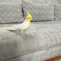 عروس هلندی|پرنده|شهریار, شهریار|دیوار