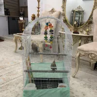 جوجه عروس هلندی|پرنده|بهارستان, |دیوار