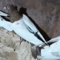 سینه زرد و سرخ آس|پرنده|فردوس (خراسان), |دیوار