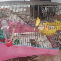 قناری لیمویی و پرتقالی ،طلایی