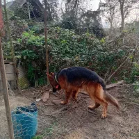 ژرمن شپرداصل(نر)|سگ|سیاهکل, |دیوار