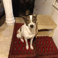 واگذاری ماده میکس بومی اشپیتز