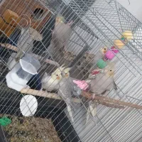 عروس هلندی|پرنده|اسلام‌شهر, شهرک مهدیه|دیوار