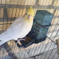 فروش یا معاوضه عروس هلندی