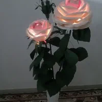 گل سالنی آباژوری