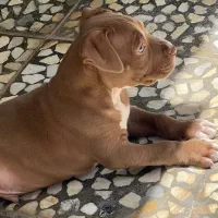 واگزاری توله پیتپول