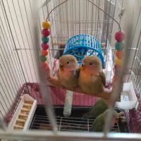 طوطی برزیلی