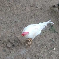 فروش بوقلمون نر وخروس برای خون