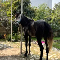 اسب دوخون|اسب و تجهیزات اسبسواری|ضیابر, |دیوار