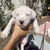 سگ اصل نژاد دار