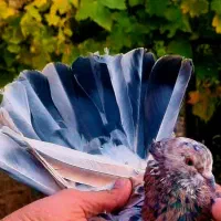 کبوتر ماده سرور شمرونی