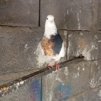 کفتر عالی عشق بازا می‌ دونن این چیه|پرنده|رودشت (چهارمحال و بختیاری), |دیوار