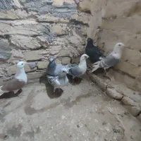 شش‌تاگفترپشتارترک‌داردرجه‌یک‌‌پرشی