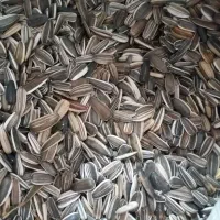 تخمه کانادایی