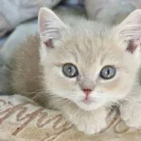واگذاری گربه رایگان