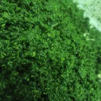 سبزیجات آماده طبخ