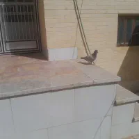 کفتر نر پلنگ کرمانی