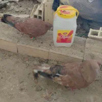 کبوتر کله ای