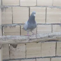 نر پلاکی گرفتنی ۵۰۰