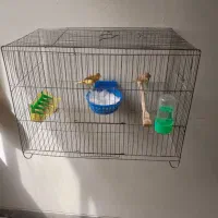 قناری|پرنده|اصفهان, شیخ طوسی|دیوار