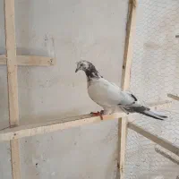 کبوتر پرشی|پرنده|رشت, حومه رشت|دیوار