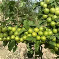 عرضه انواع نهال پیوندی و بذری|خدمات باغبانی و درختکاری|بروجرد, |دیوار