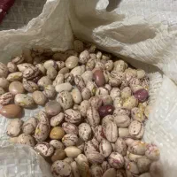 لوبیا چیتی سرحد|عمدهفروشی|مرودشت, مختارآباد|دیوار