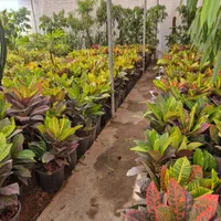 گل کروتن،قیمت تولیدی،گلخانه من|گل و گیاه طبیعی|بیرجند, |دیوار