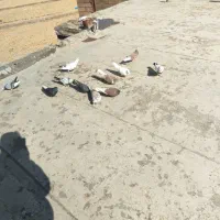 پرنده|پرنده|دورود, |دیوار