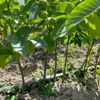 فروش درخت گردو جمال پیوندی شناسه دار و تضمینی|خدمات باغبانی و درختکاری|سی‌سخت, |دیوار