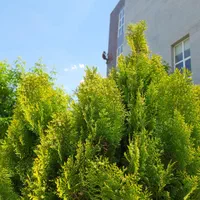 کار در ارتفاع به روش کار تخصصی با طناب|خدمات پیشه و مهارت|تبریز, |دیوار