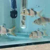 ماهی لوچ دلقک . اکواریم