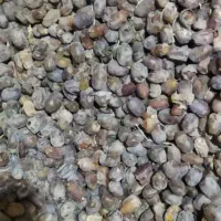 خرما کروت|حراج|فهرج, |دیوار