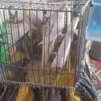 یک جفت عروس هلندی سالم و سرحال|پرنده|کوهدشت, |دیوار