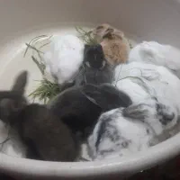 بچه خرگوش لپ