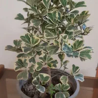 گل های طبیعی|گل و گیاه طبیعی|تهران, حشمتیه|دیوار