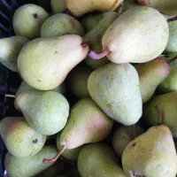 گلابی