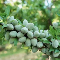 تولید نهال درجه یک