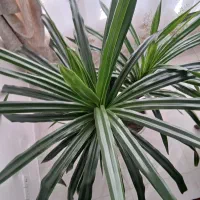 گل زینتی مخصوص فضای بزرگ|گل و گیاه طبیعی|سراب, |دیوار