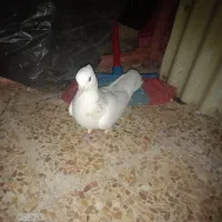 چهار عدد کبوتر|پرنده|دوگنبدان, |دیوار