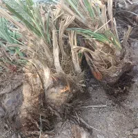 جونگ فروشی|گل و گیاه طبیعی|ریگان, |دیوار